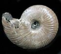 Iridescent Ammonite (Eboraciceras) Fossil - Russia #34622-1